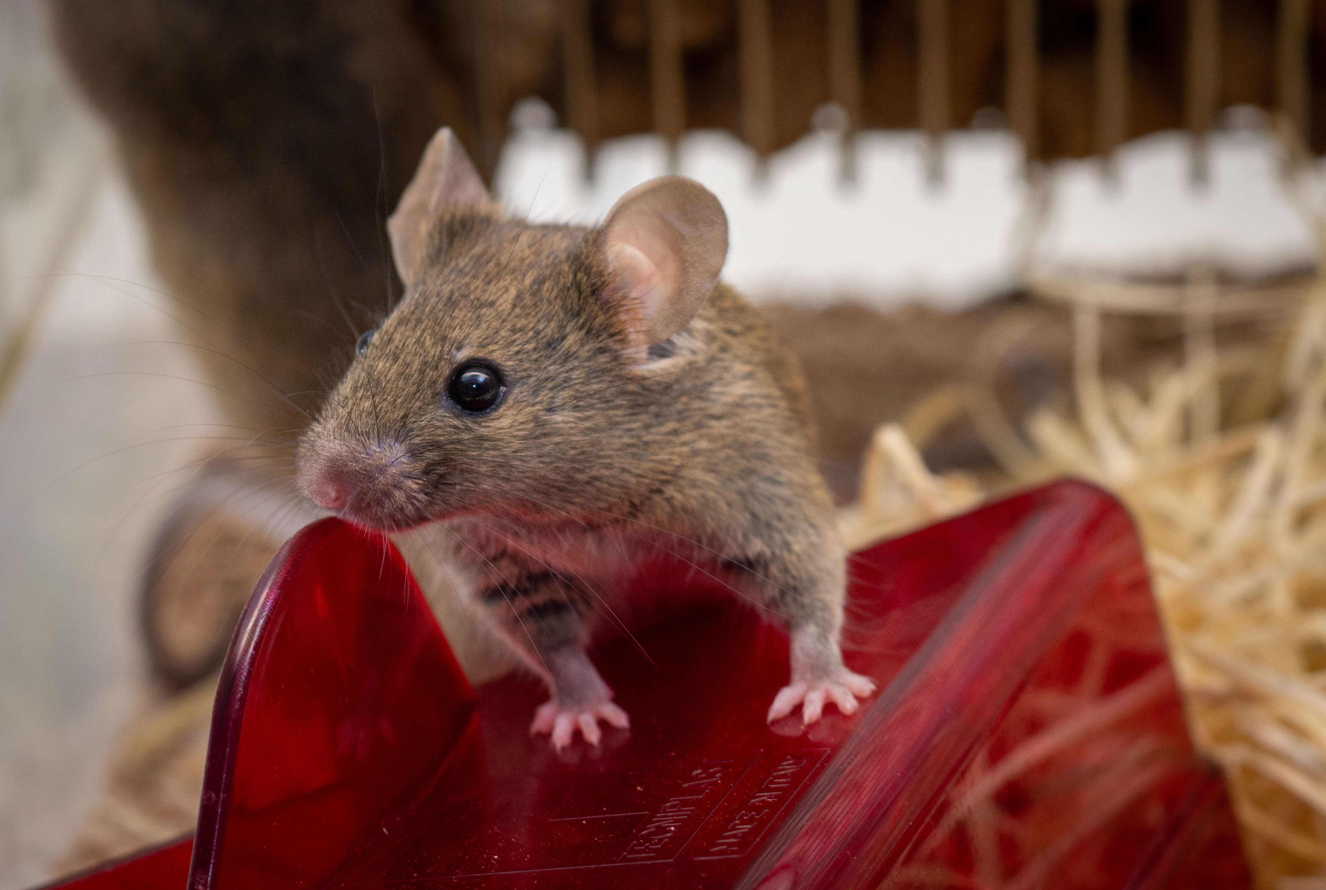 2 mouse