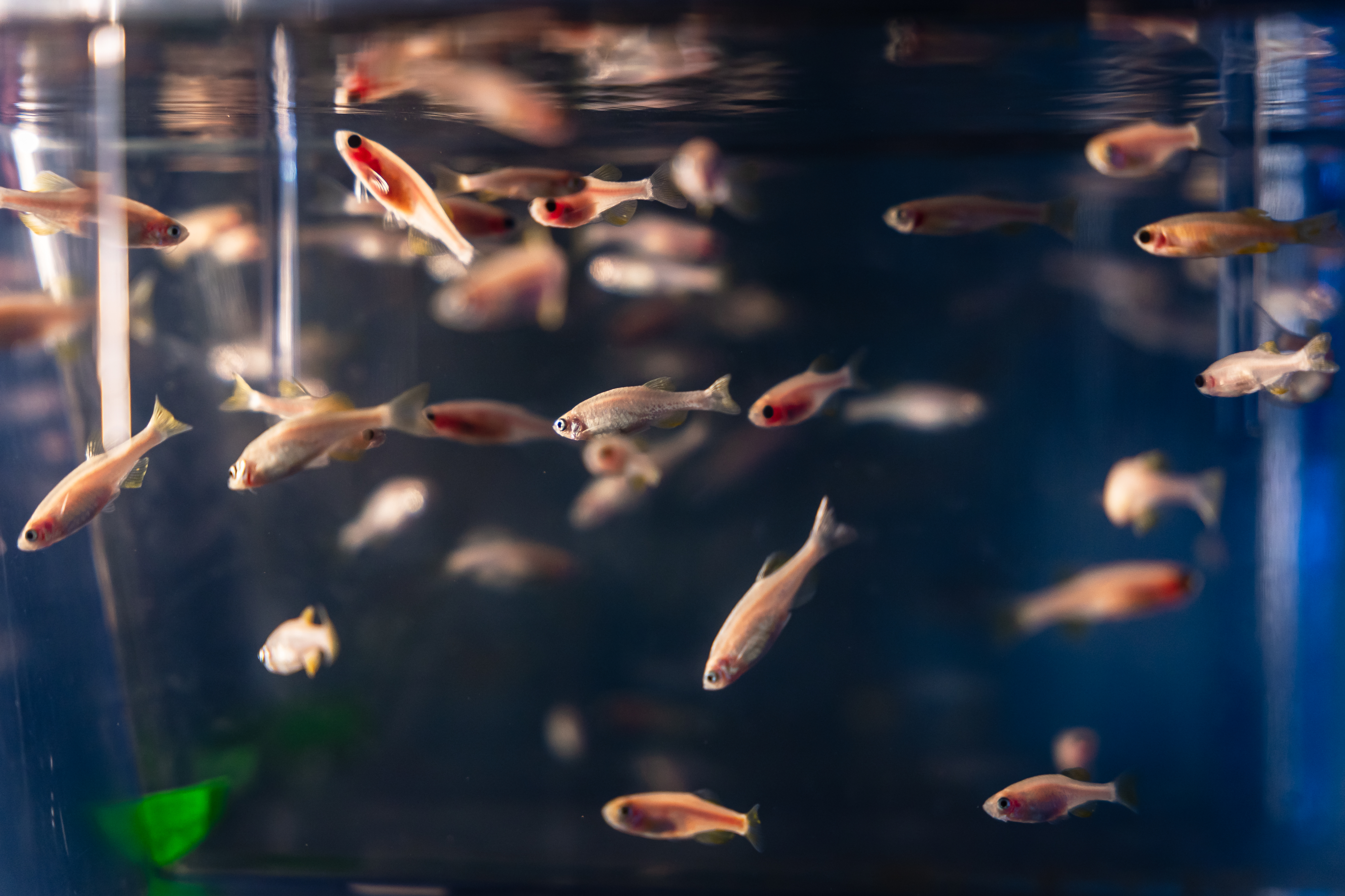 2 zebrafish copy