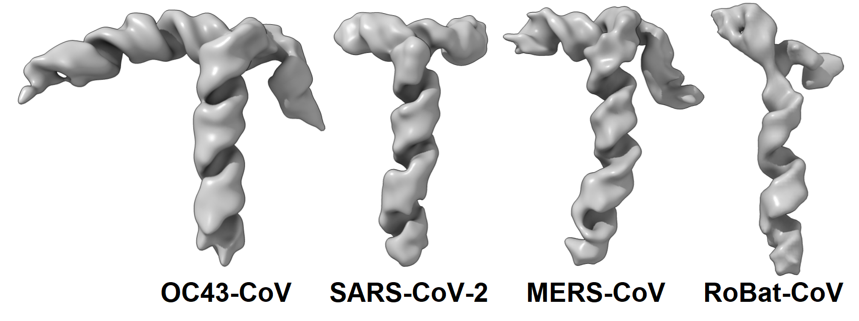 Betacoronaviruses fot IIMCB