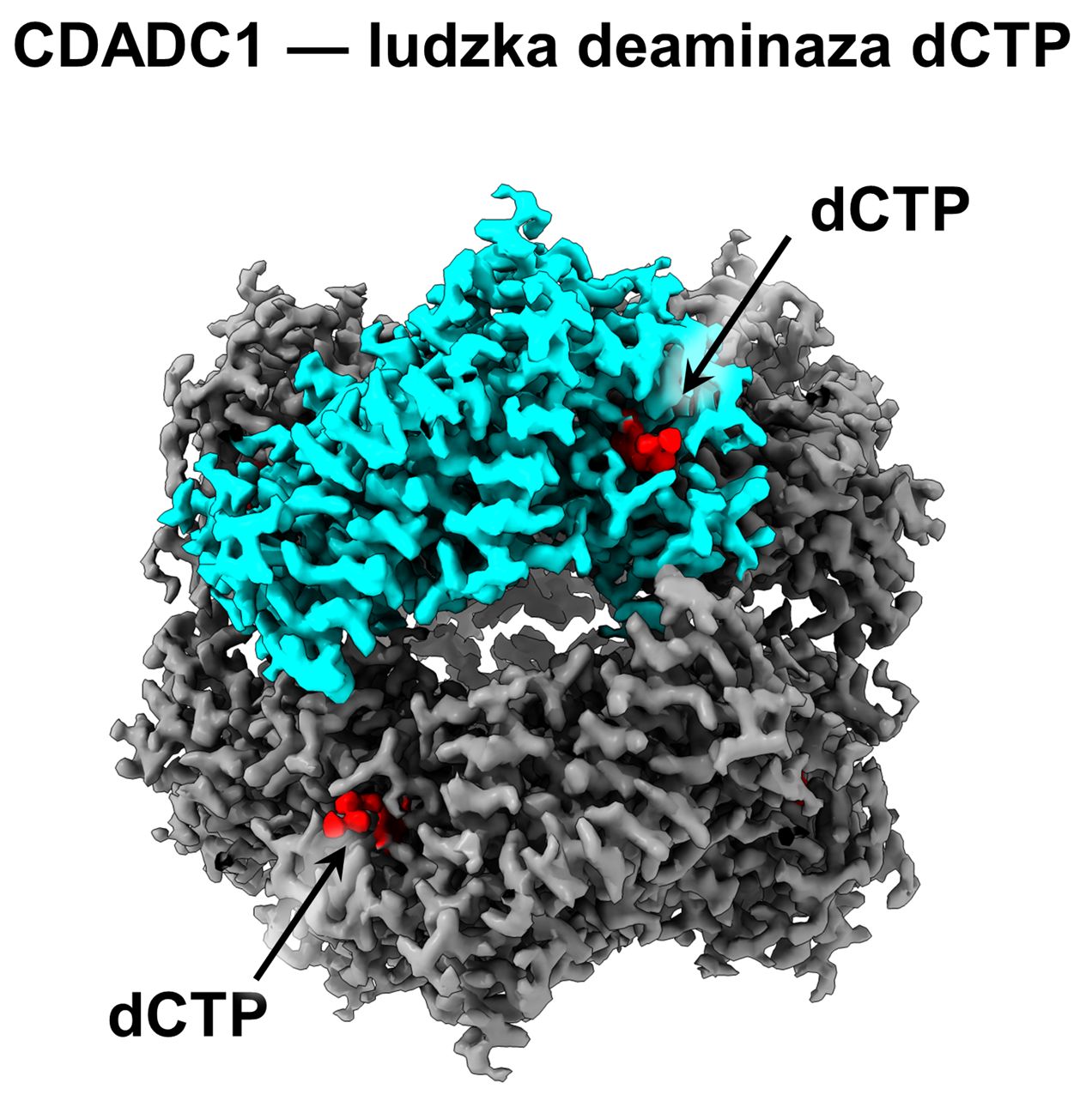 CDADC1_protein_alone.jpg