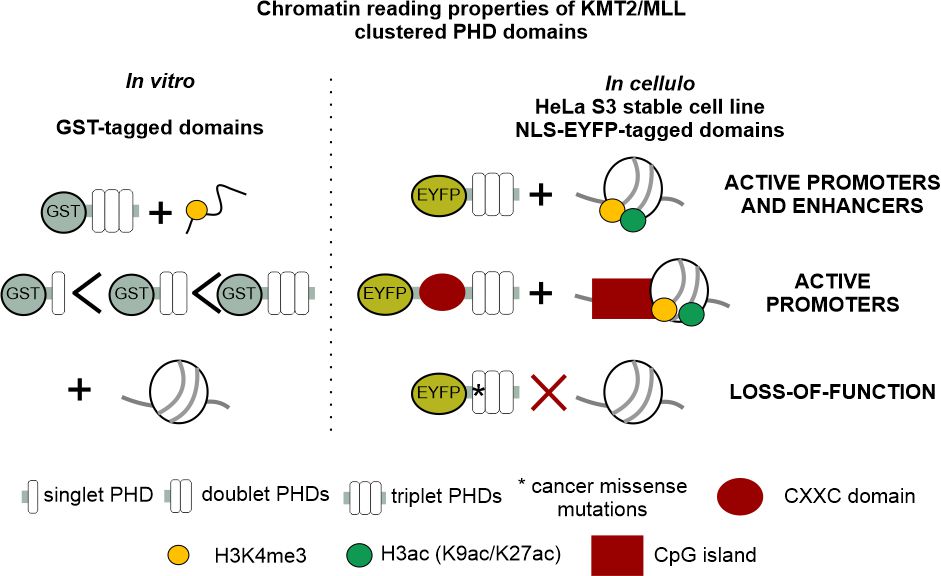 Graphical abstract