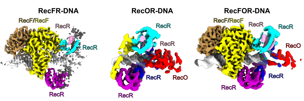 RecFOR graphic copy