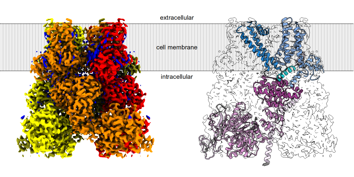 IIMCB Figure v2 en