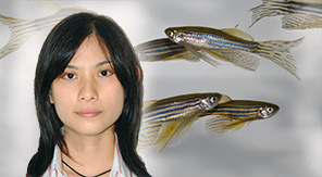 images/badania/zebrafish_developmental_genomics.png