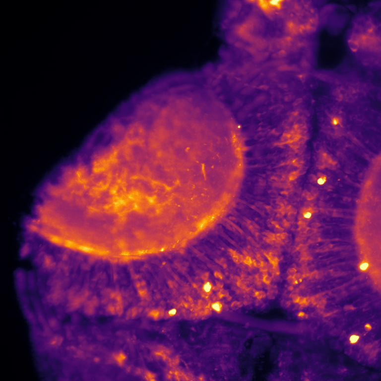 brg1inh w PTZ max intensity