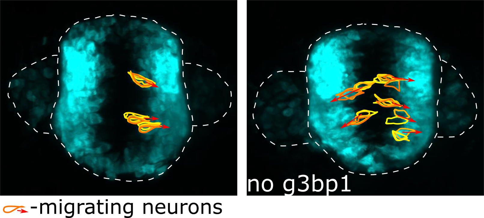 photo titled migrating neurons