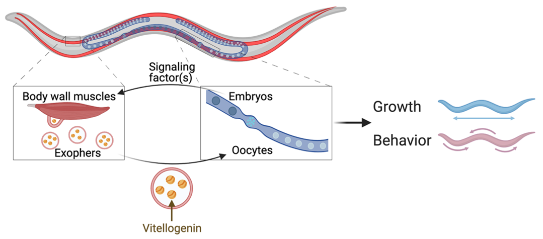 Schematic representation of the results of the study. Muscles can expel cellular content via robust exophers. 