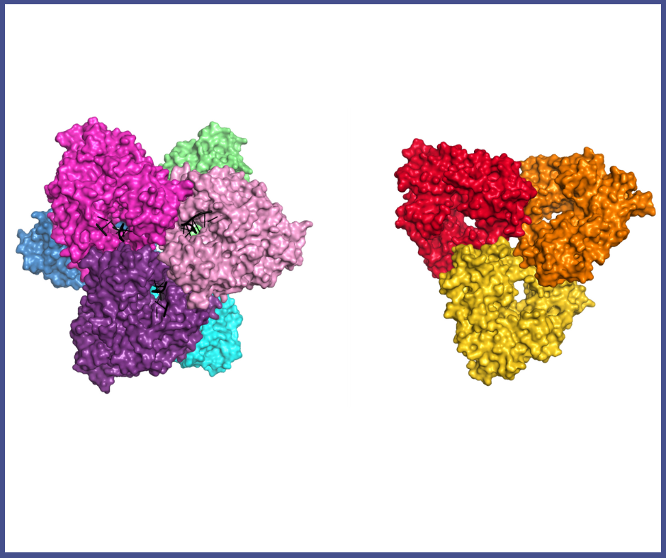 Molekularny mechanizm działania polimeraz Abi - nowy artykuł w Nucleic Acids Research